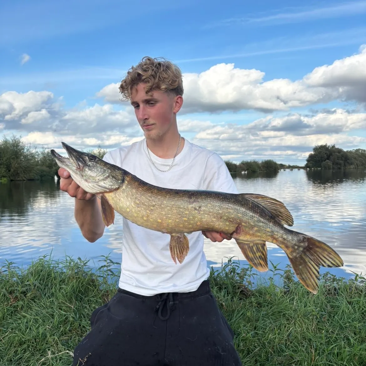 Northern pike caught on Fishbrain
