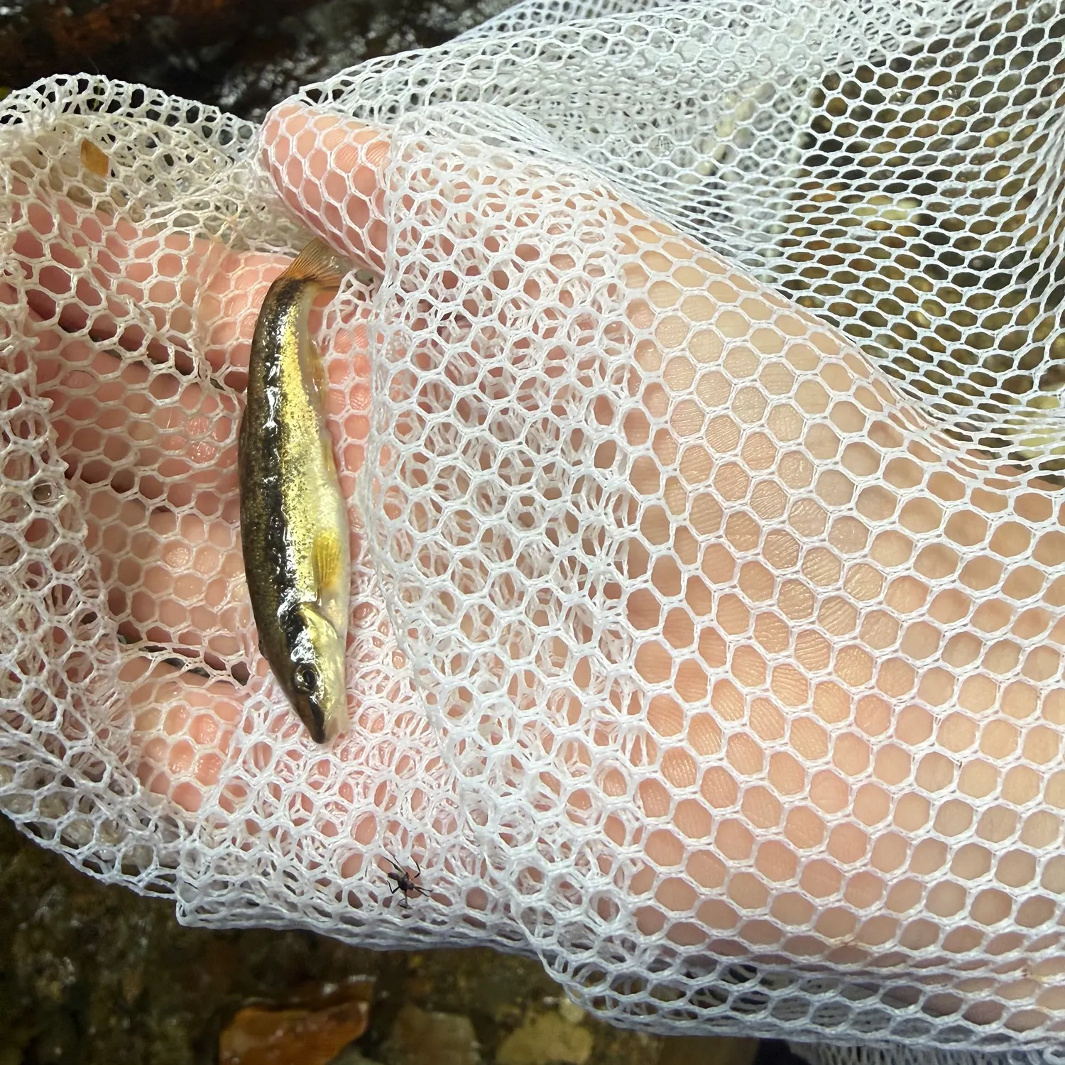 Eastern blacknose dace caught on Fishbrain