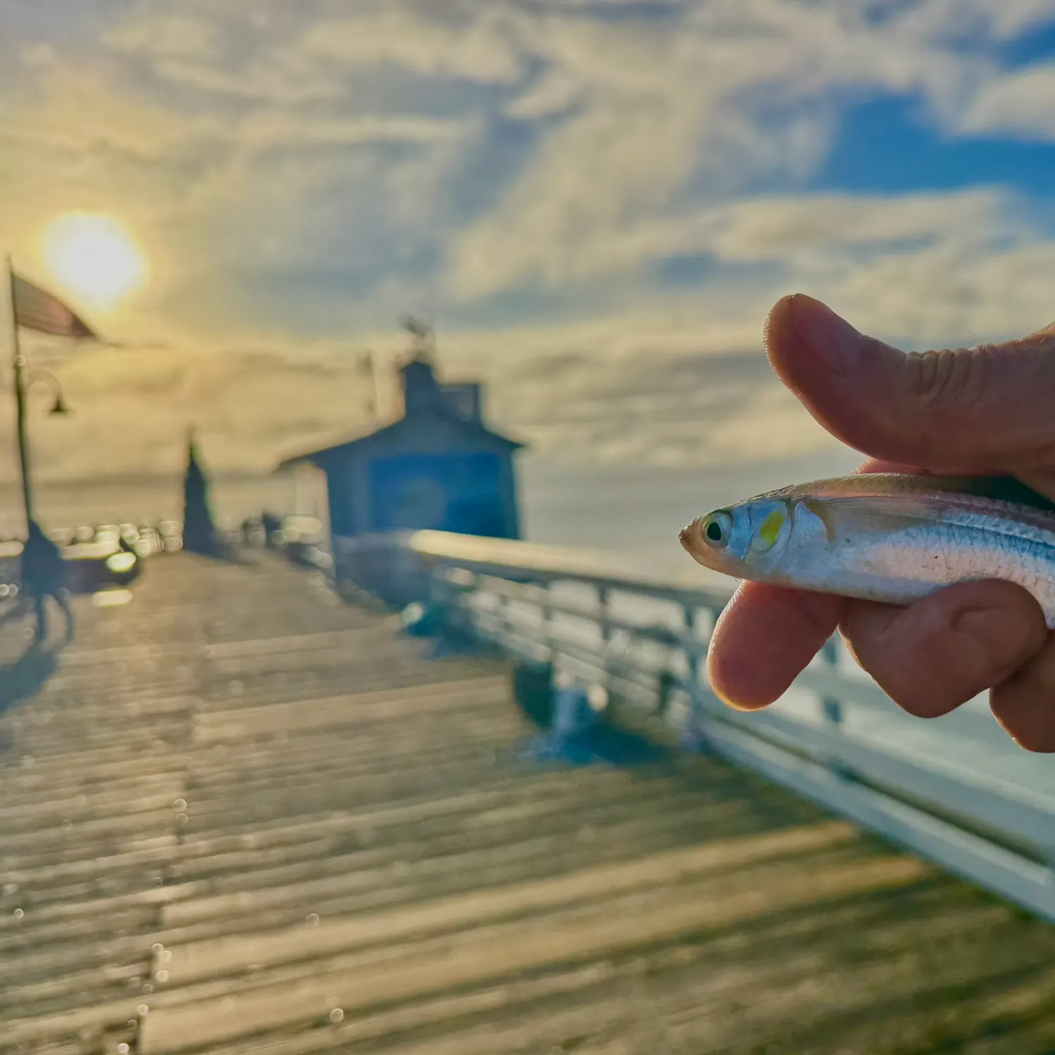 The most recent Walleye surfperch catches on Fishbrain