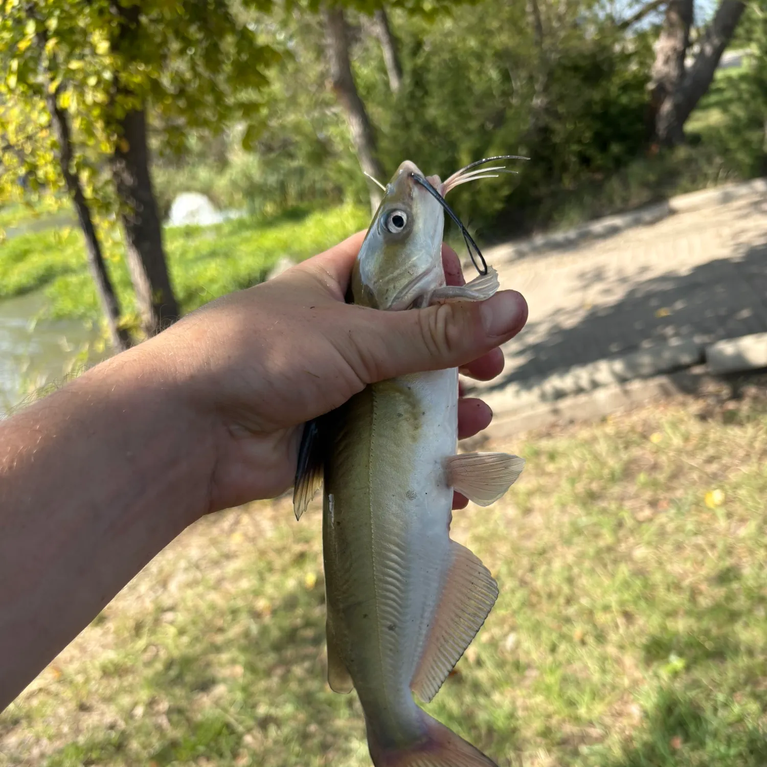 Channel catfish caught on Fishbrain