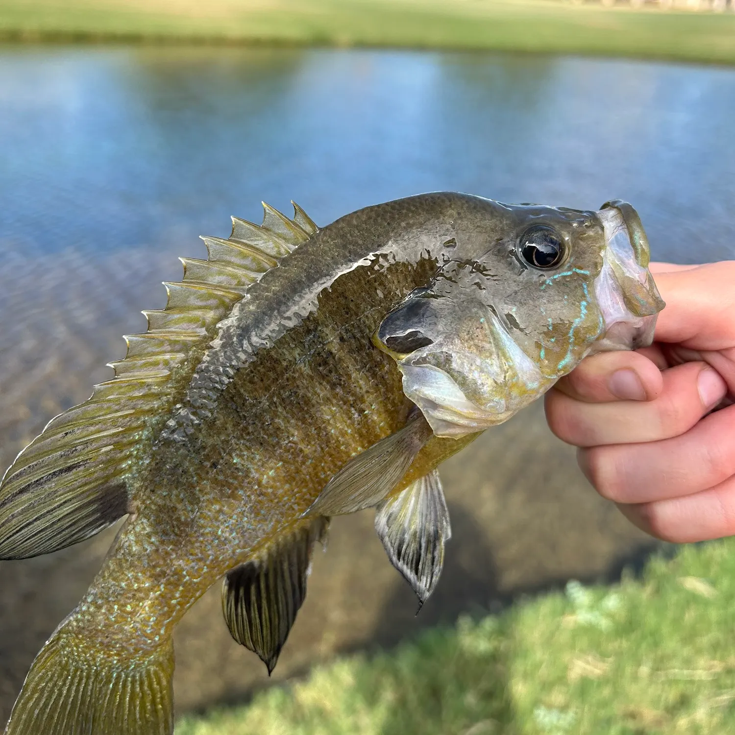 Greengill hybrid caught on Fishbrain