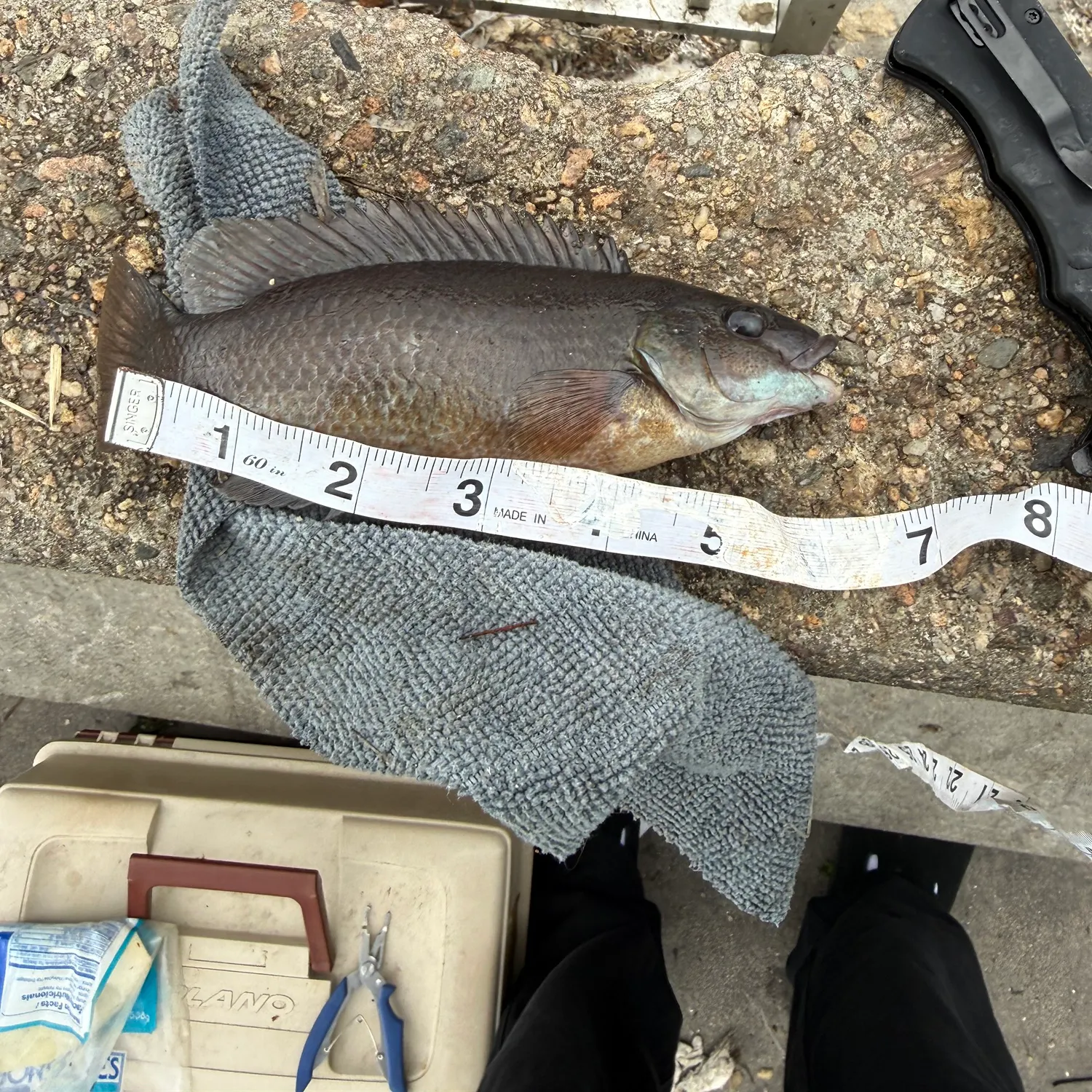 Cunner caught on Fishbrain