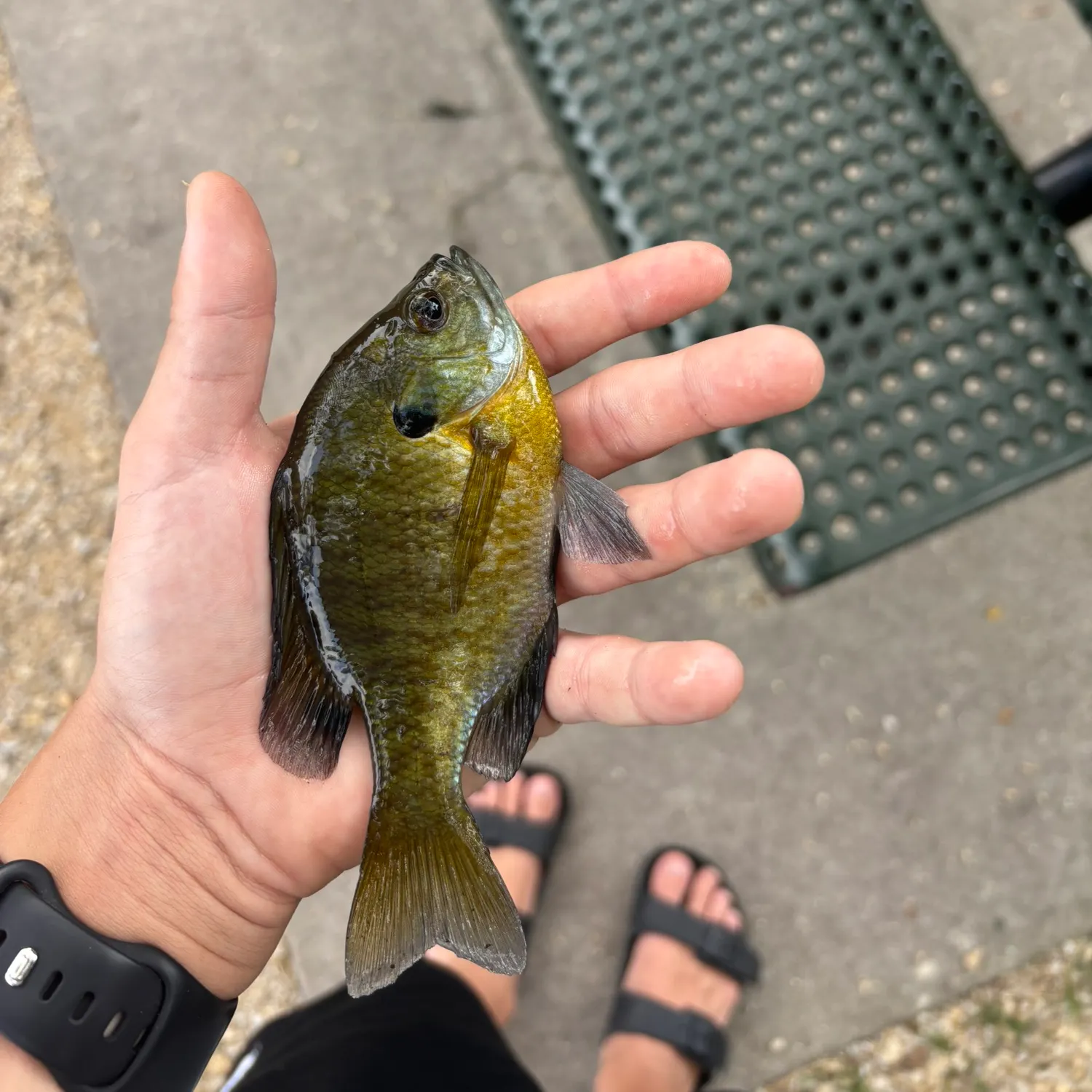 recently logged catches