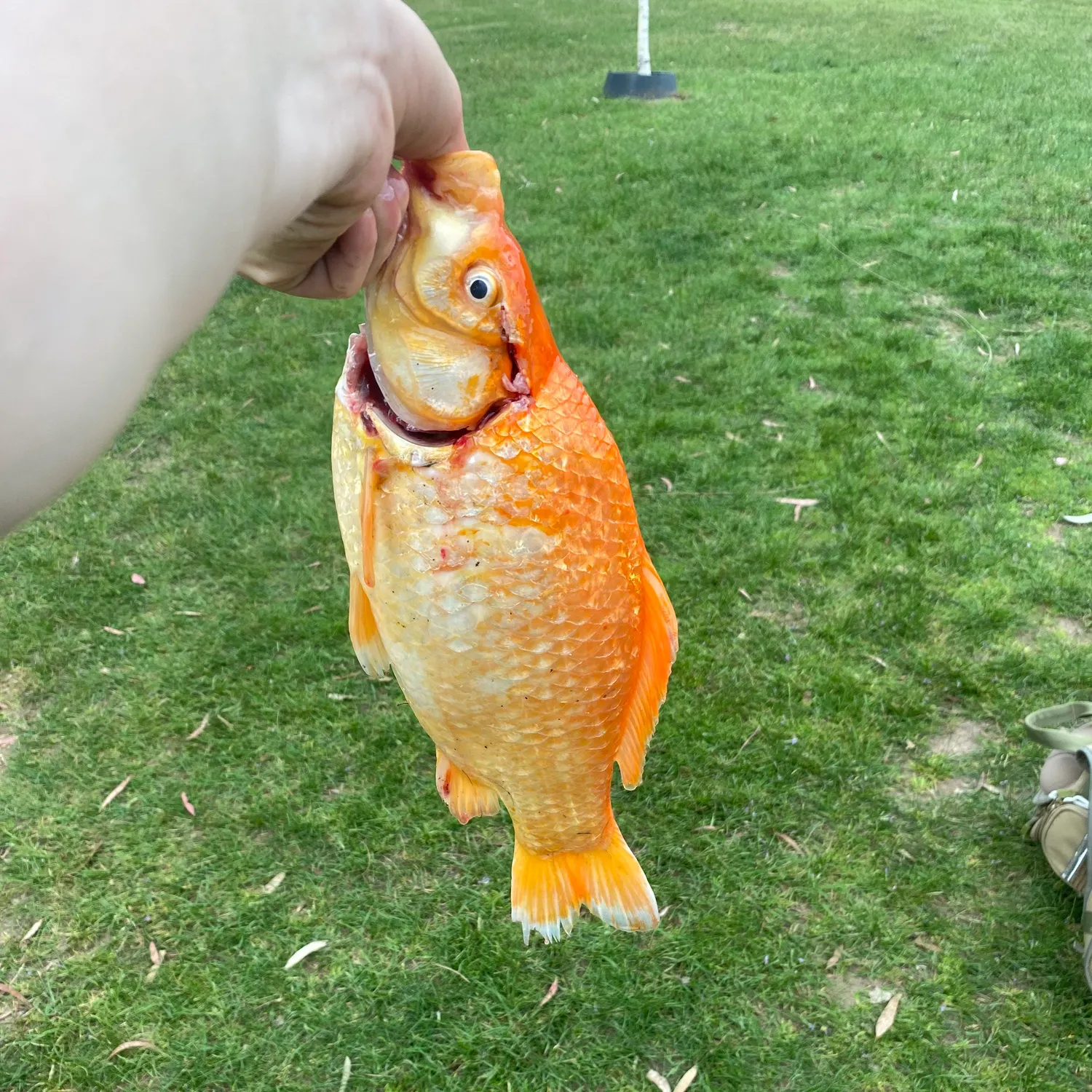 Goldfish caught on Fishbrain