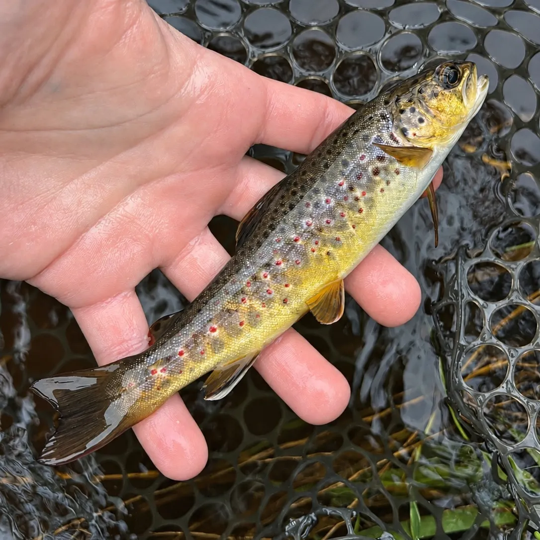 Brown trout caught on Fishbrain
