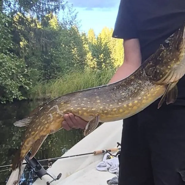 Northern pike caught on Fishbrain