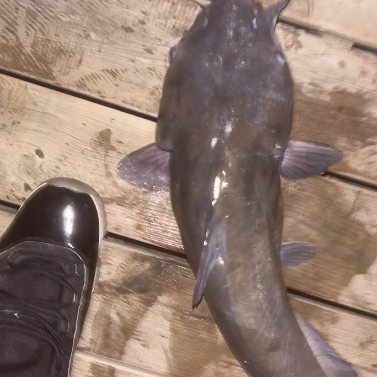 Channel catfish caught on Fishbrain