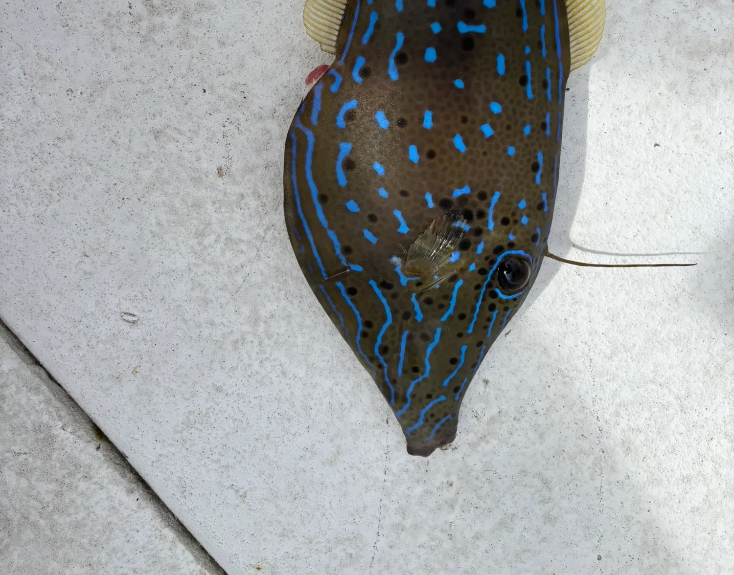 Scrawled filefish