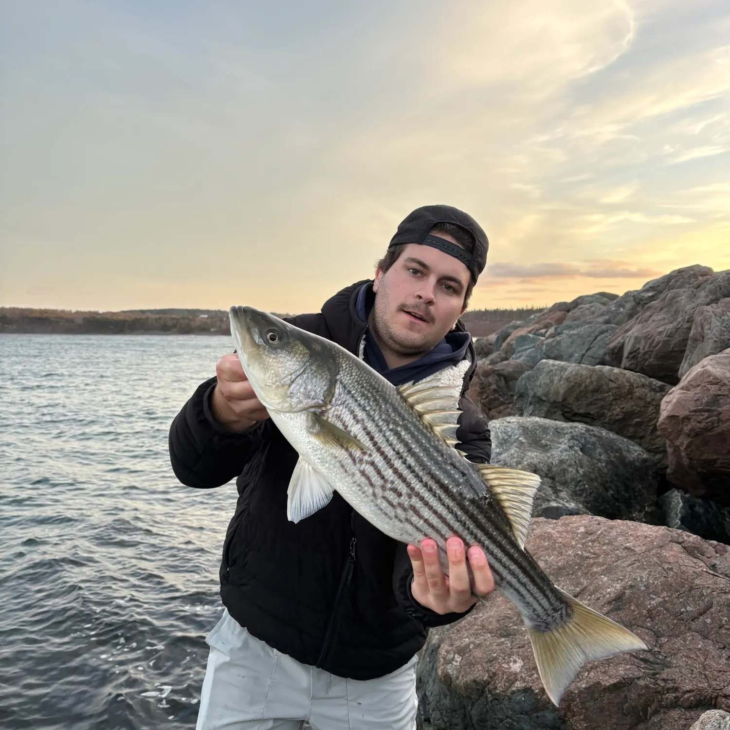 Striped bass caught on Fishbrain