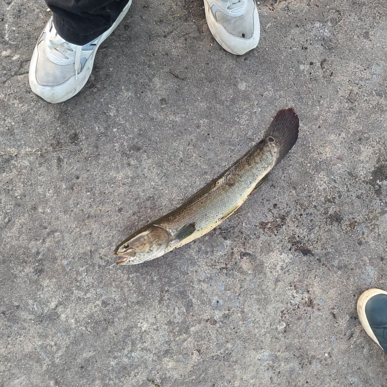 catch