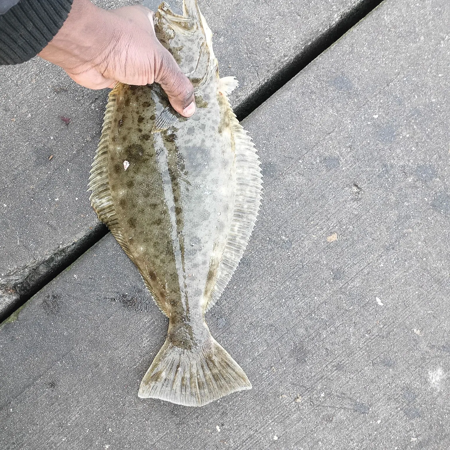 The most recent California halibut catches on Fishbrain