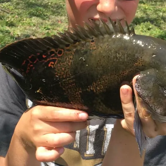 The most recent Oscar catches on Fishbrain