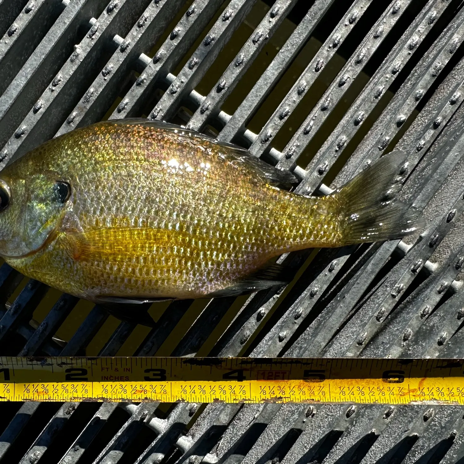 Bluegill caught on Fishbrain
