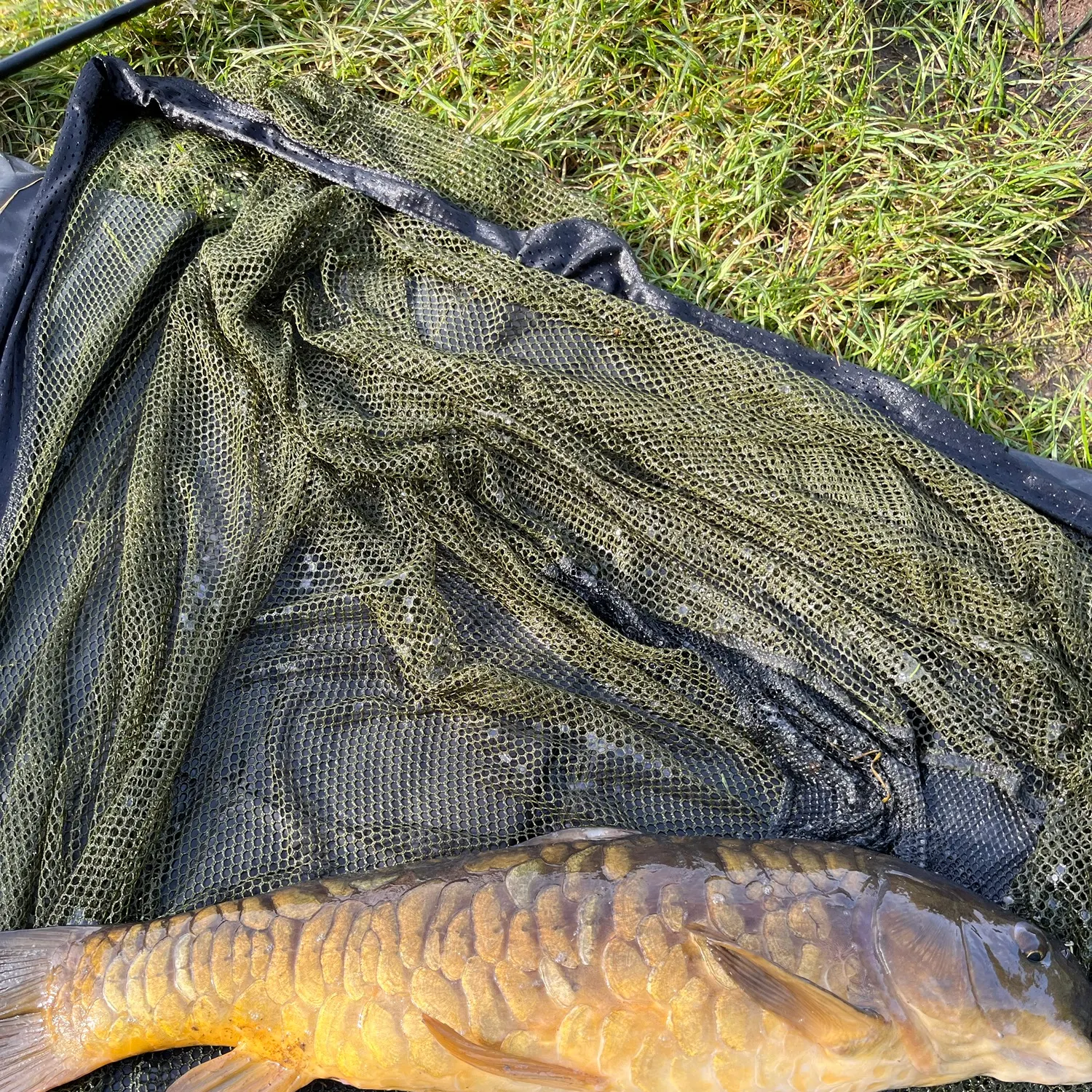 Mirror carp caught on Fishbrain