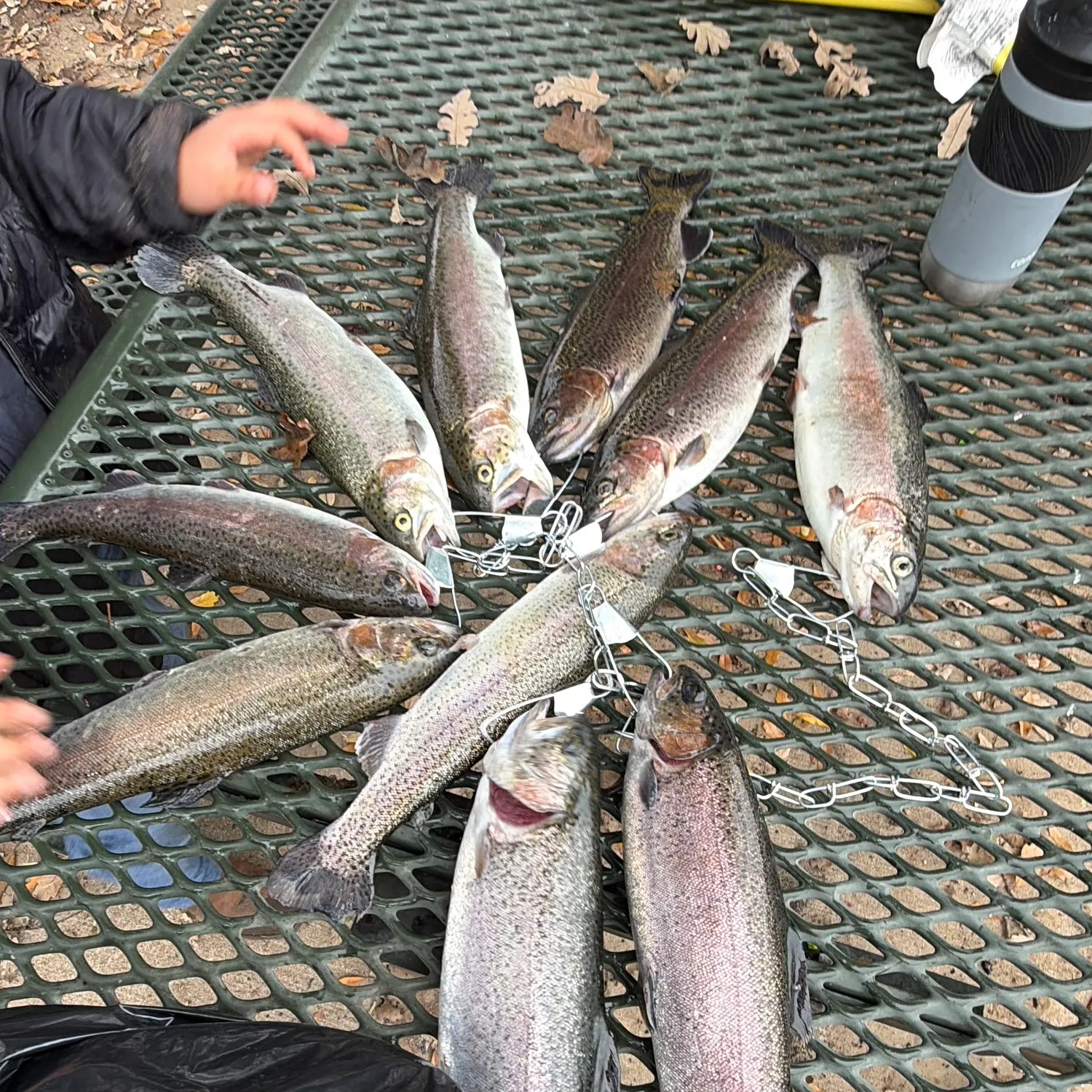 recently logged catches