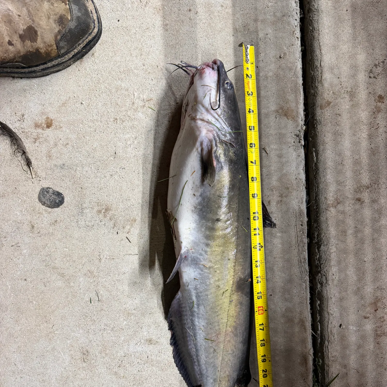 Channel catfish caught on Fishbrain