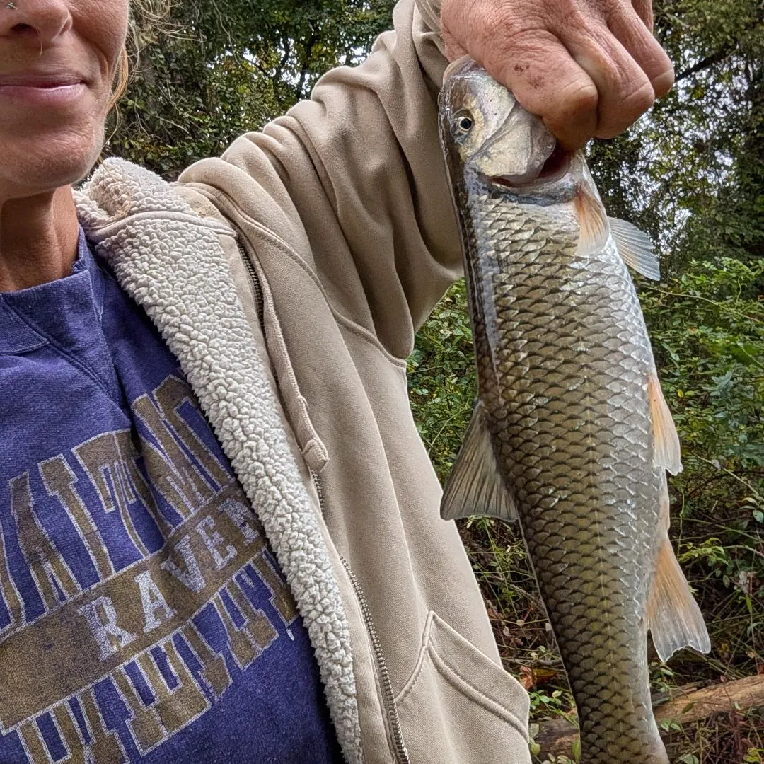 Fallfish caught on Fishbrain
