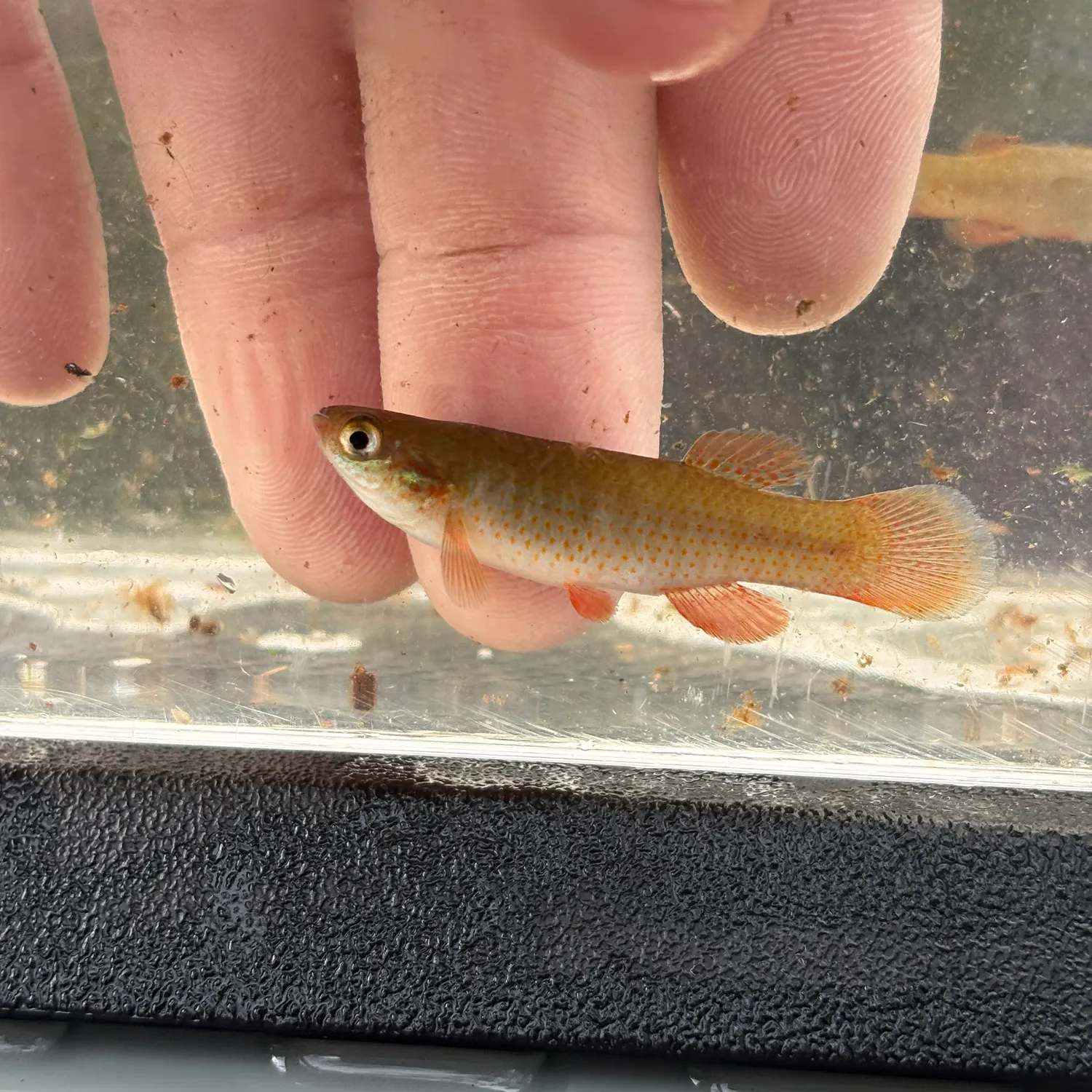 The most recent Banded topminnow catches on Fishbrain