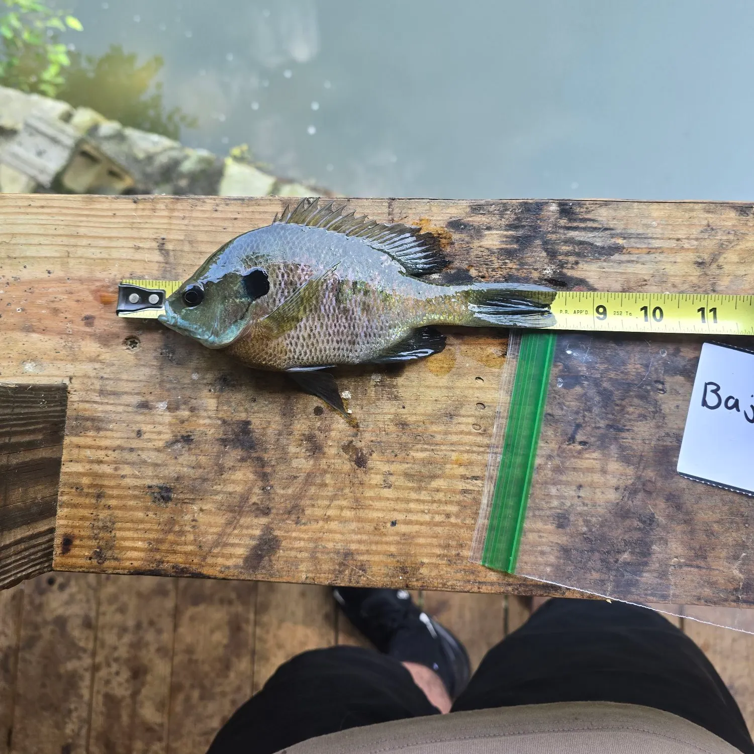 recently logged catches