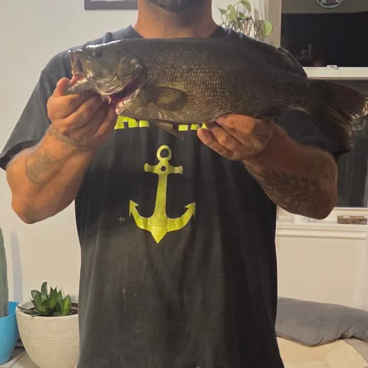 Smallmouth bass caught on Fishbrain