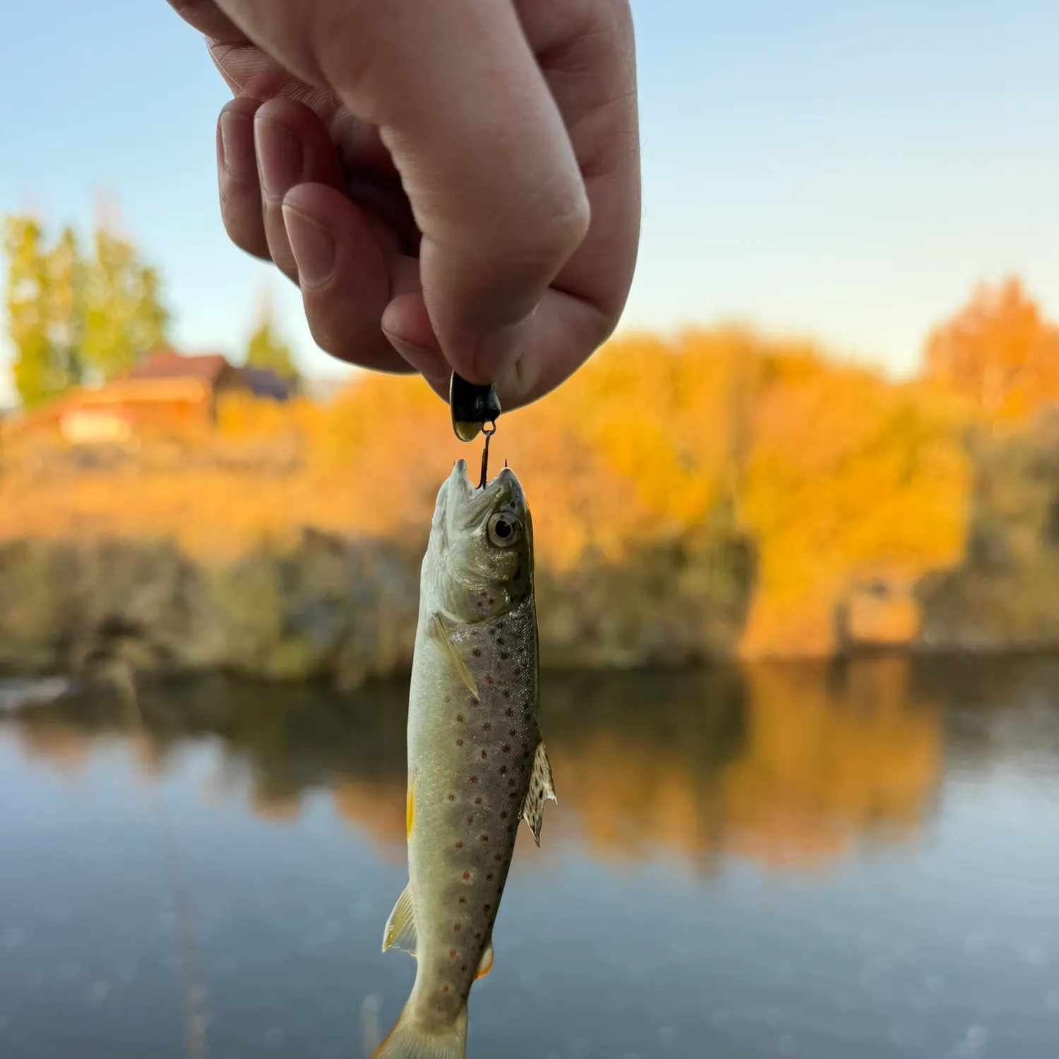 Brown trout caught on Fishbrain