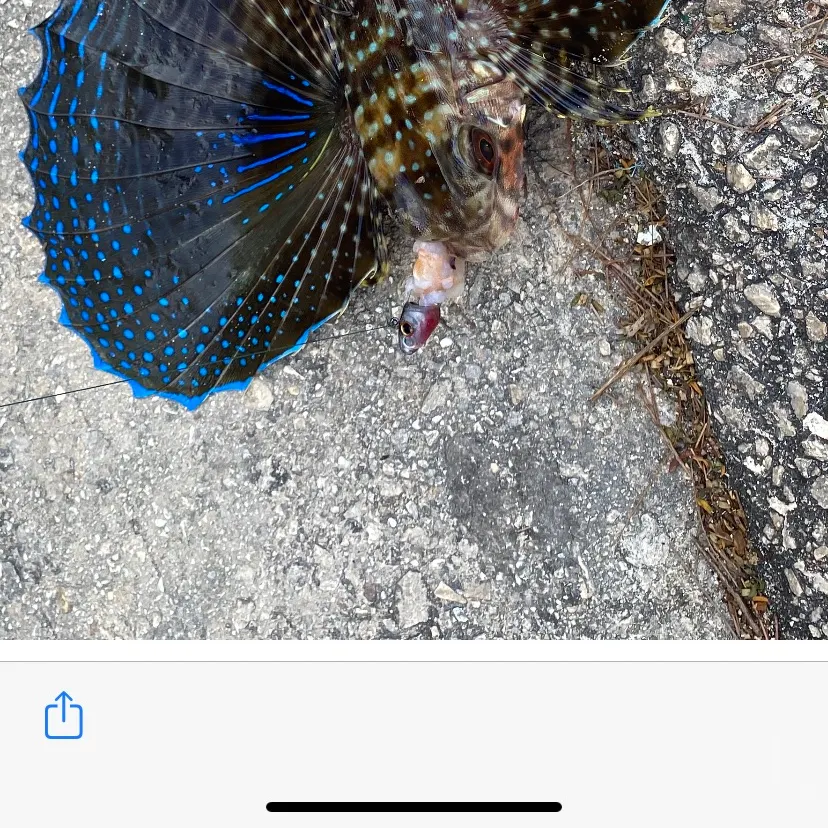 The most recent Flying gurnard catches on Fishbrain