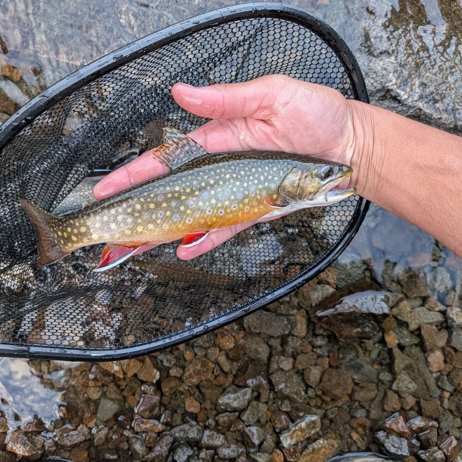 Brook trout caught on Fishbrain