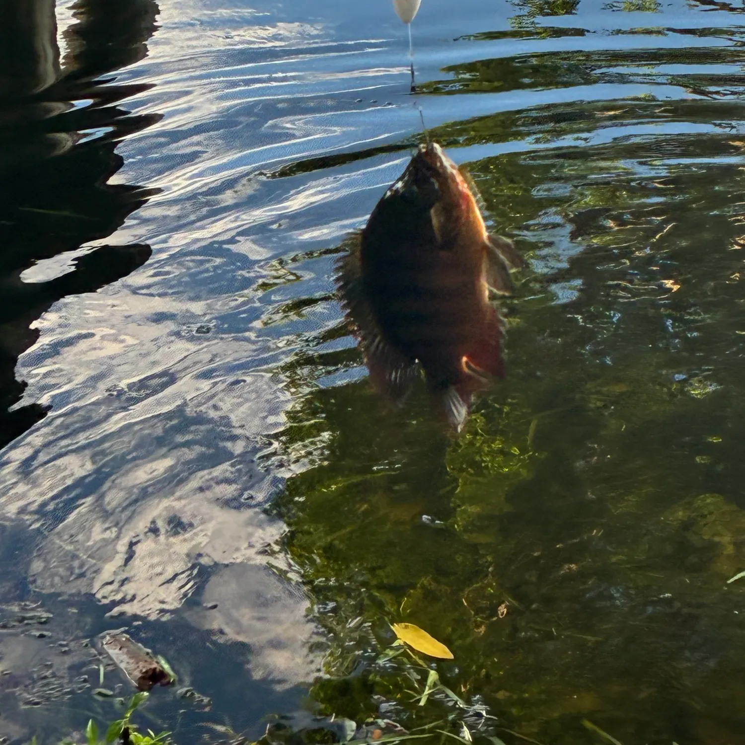 Mayan cichlid caught on Fishbrain