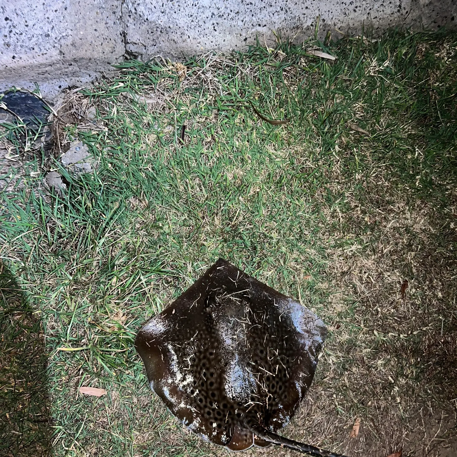 The most recent Leopard whipray catches on Fishbrain