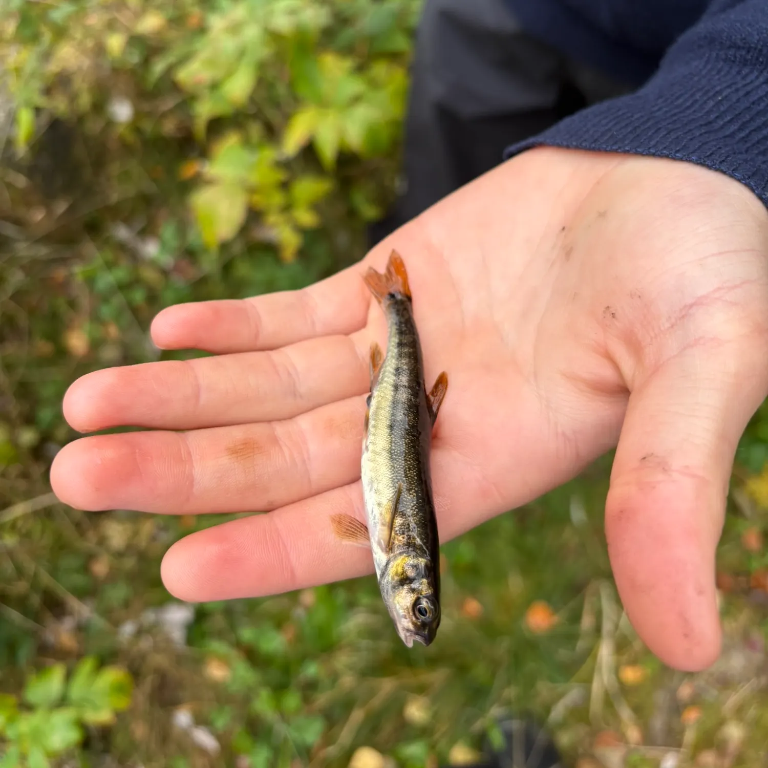 Brown trout caught on Fishbrain