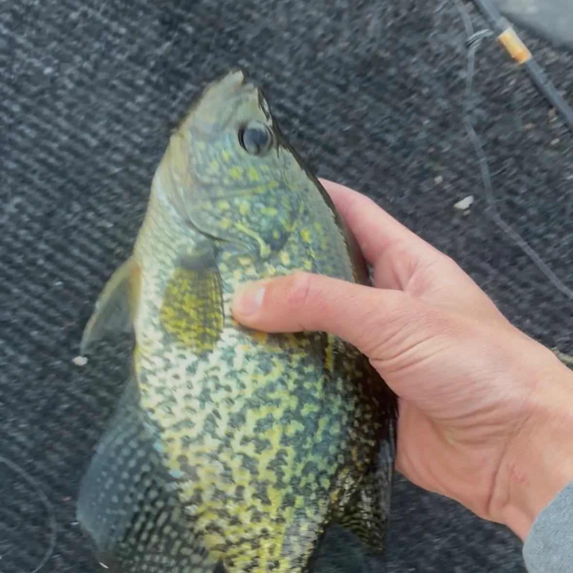 Black crappie caught on Fishbrain