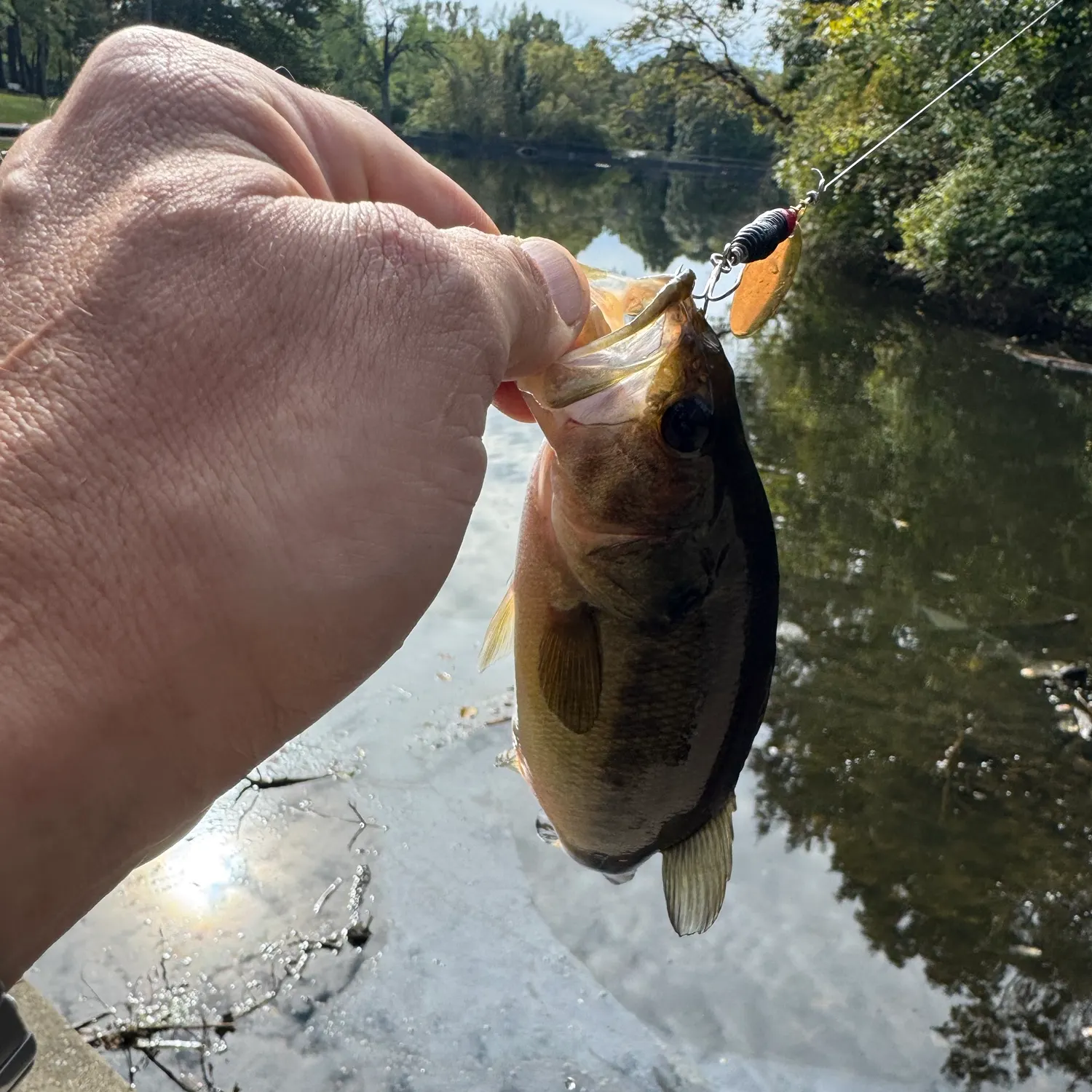 Largemouth bass caught on Fishbrain
