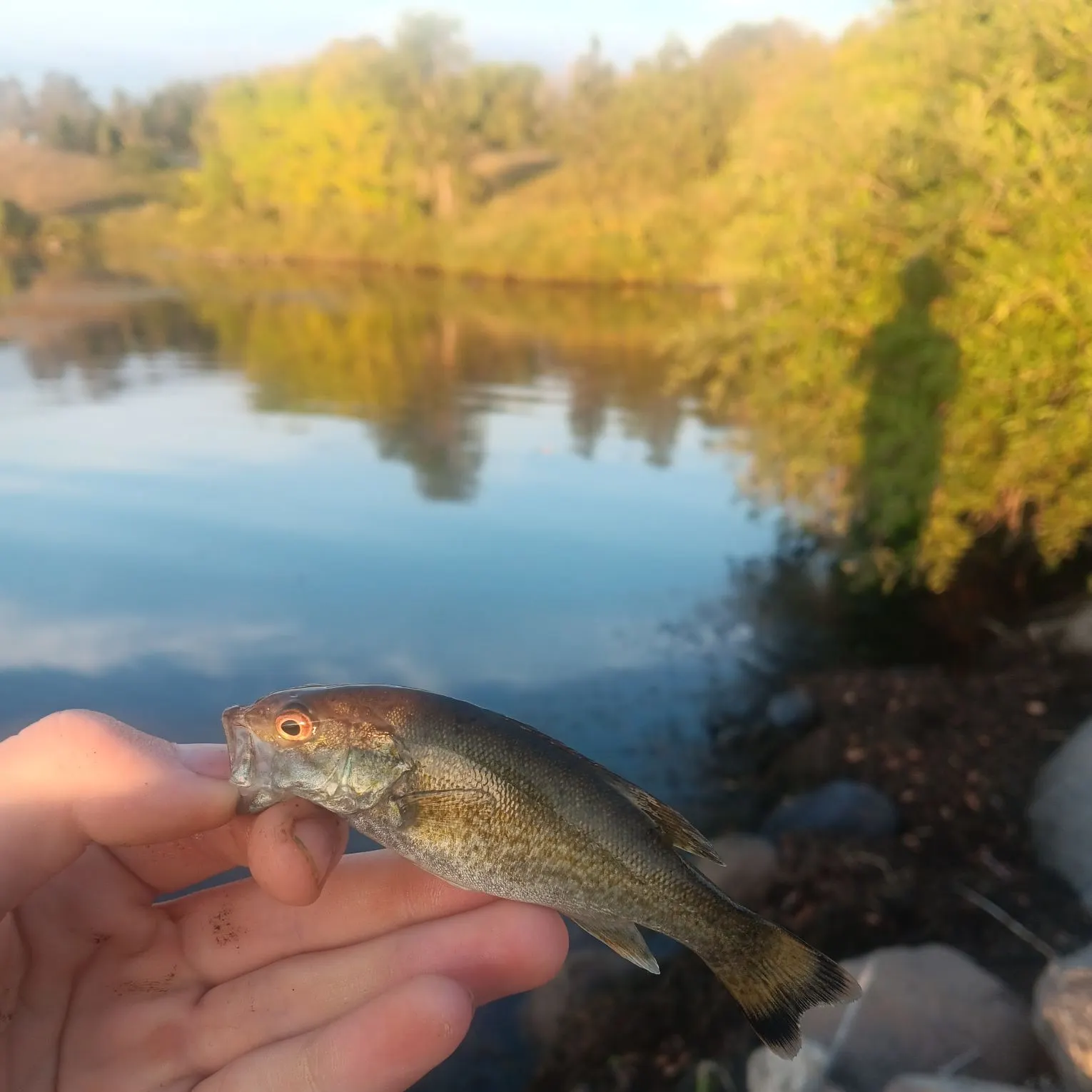 Smallmouth bass caught on Fishbrain
