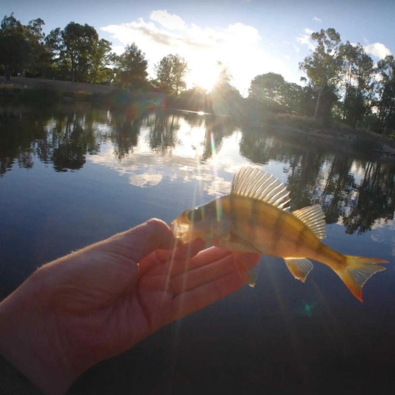 The most recent European perch catches on Fishbrain
