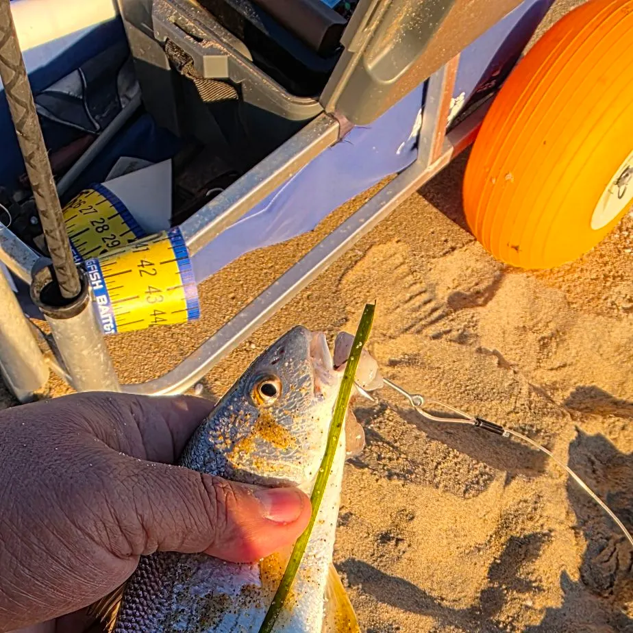 The most recent Yellowfin croaker catches on Fishbrain