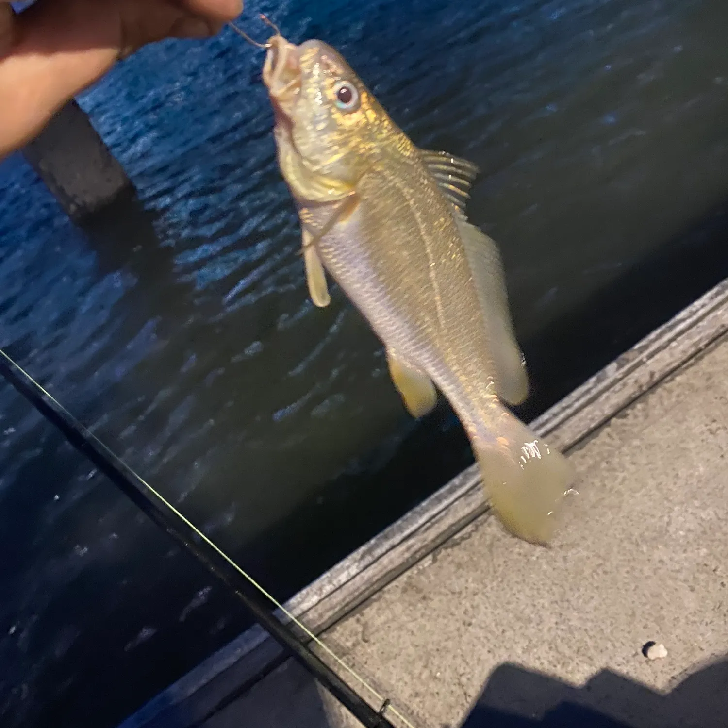 The most popular recent Sharpnose hammer croaker catch on Fishbrain