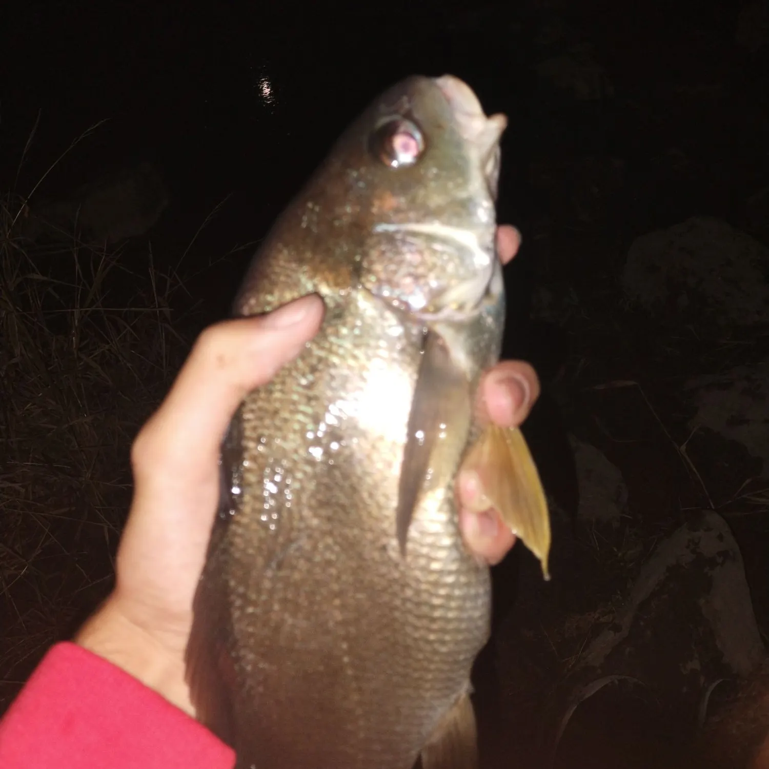 Freshwater drum caught on Fishbrain
