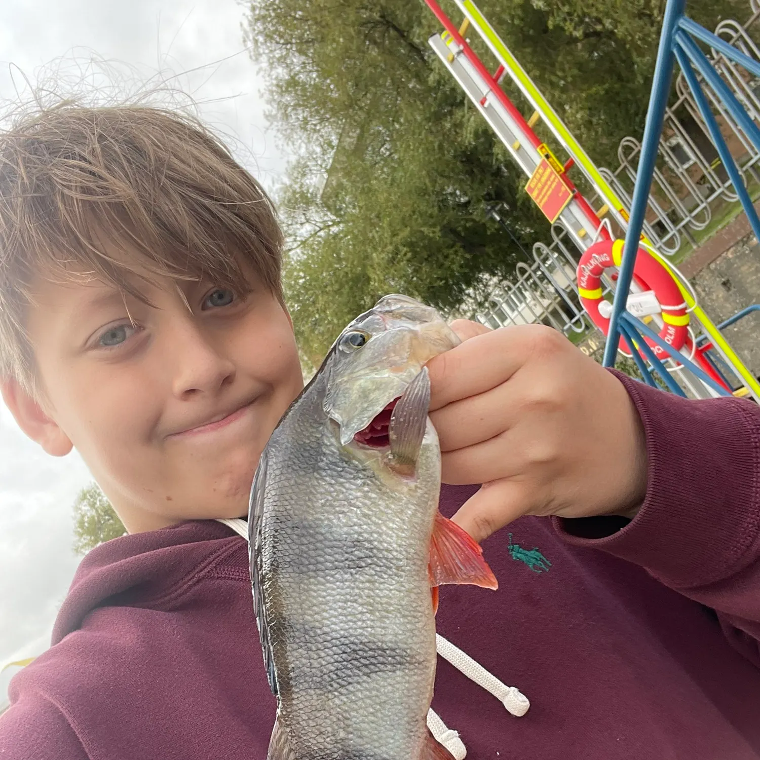 European perch caught on Fishbrain