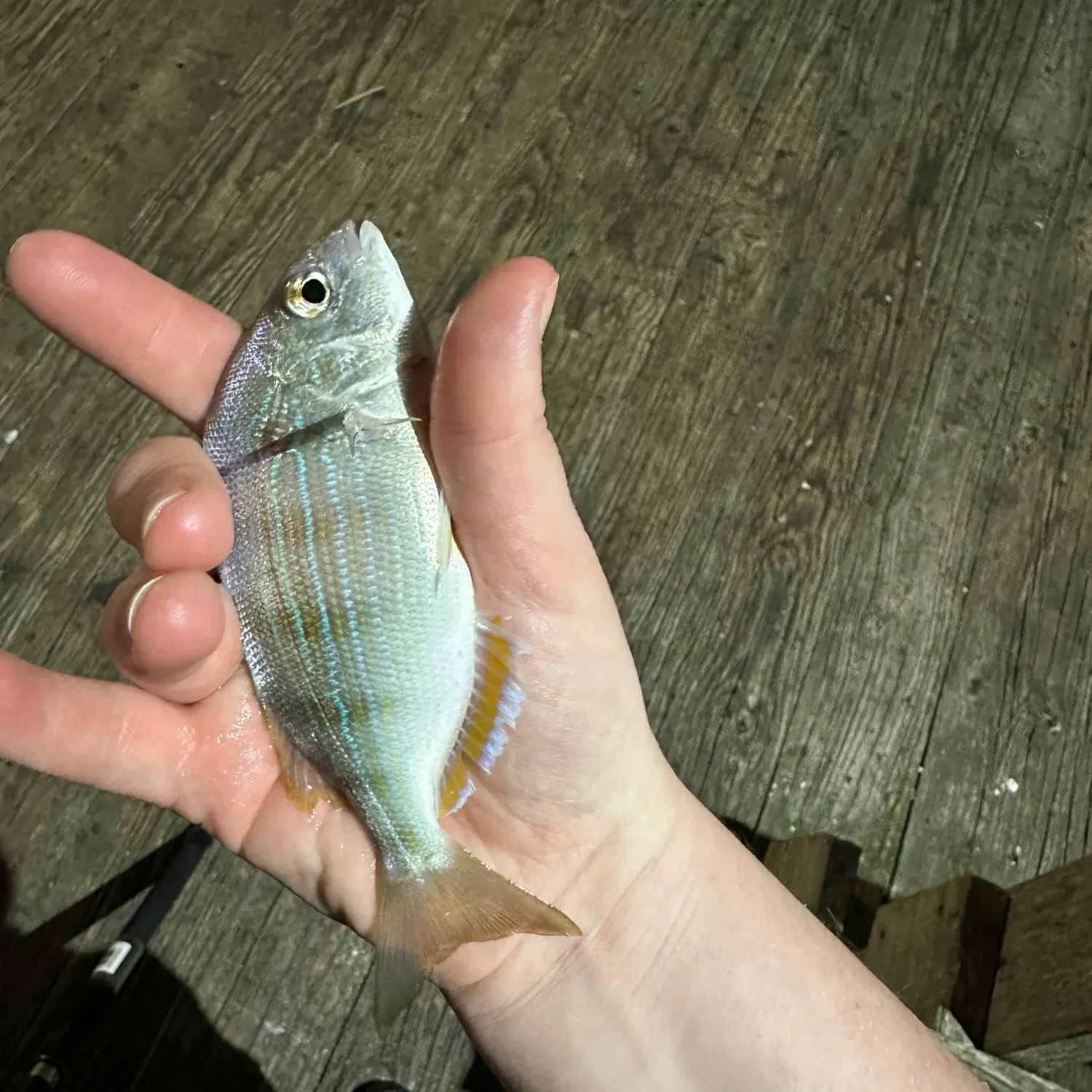 Pinfish caught on Fishbrain