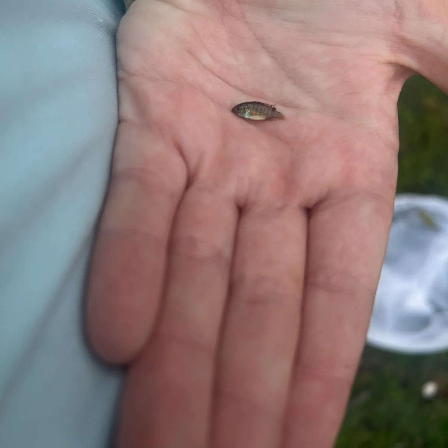 The most recent Flagfish catches on Fishbrain