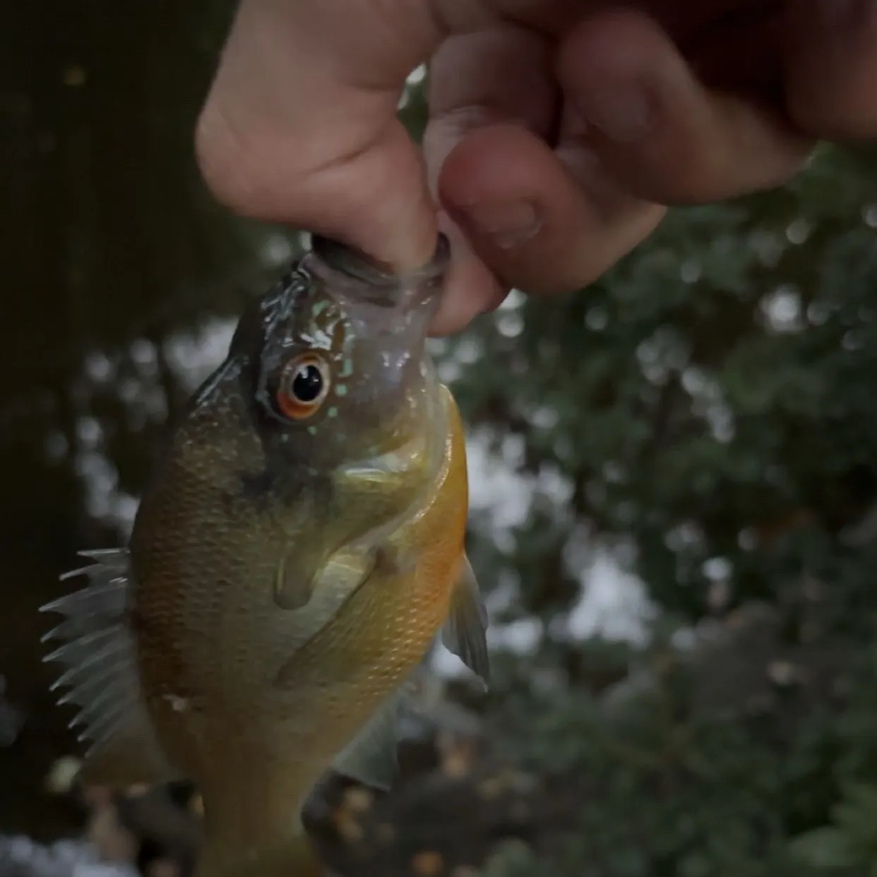 Redbreast sunfish caught on Fishbrain