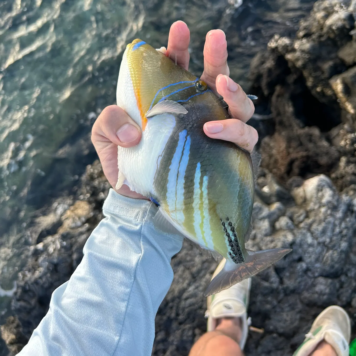 The most recent Wedge-tail triggerfish catches on Fishbrain