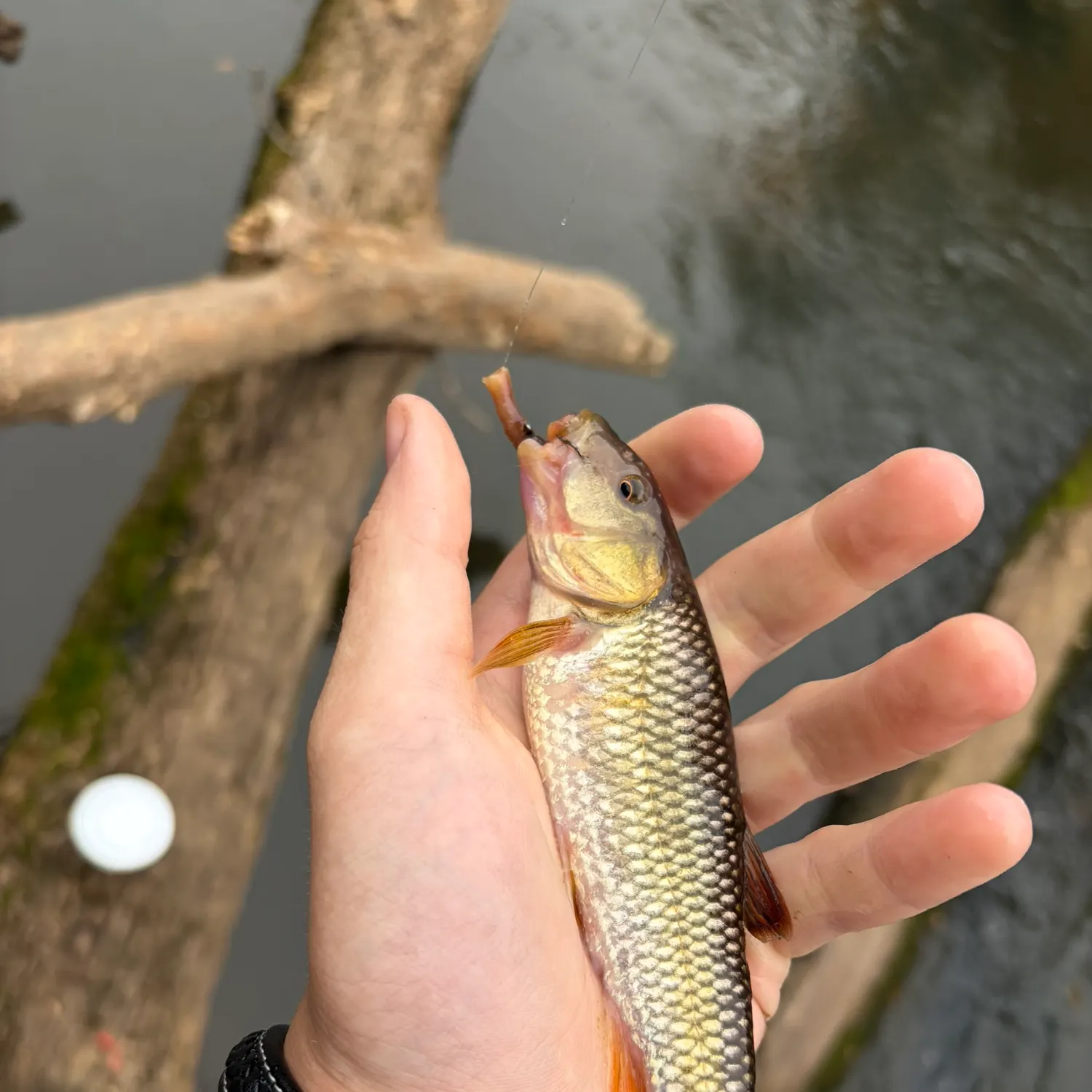 River chub caught on Fishbrain
