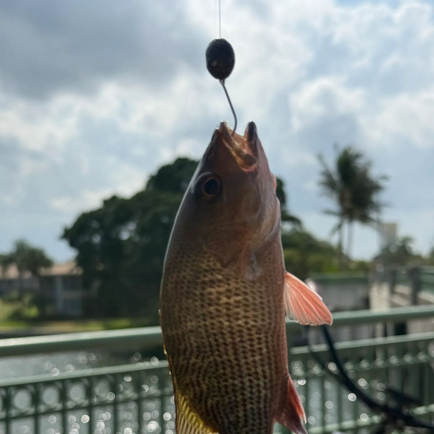Mangrove snapper caught on Fishbrain