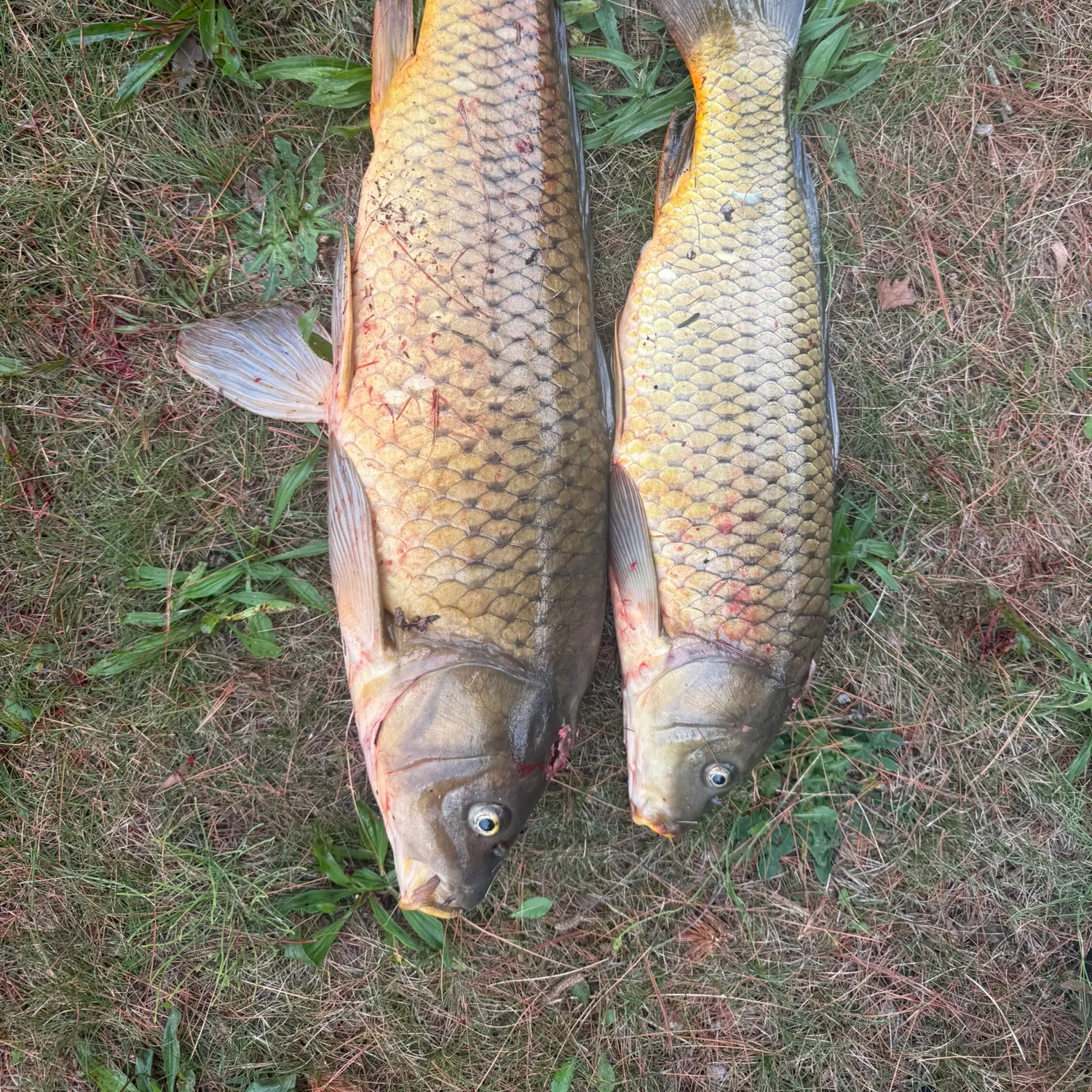 Common carp caught on Fishbrain
