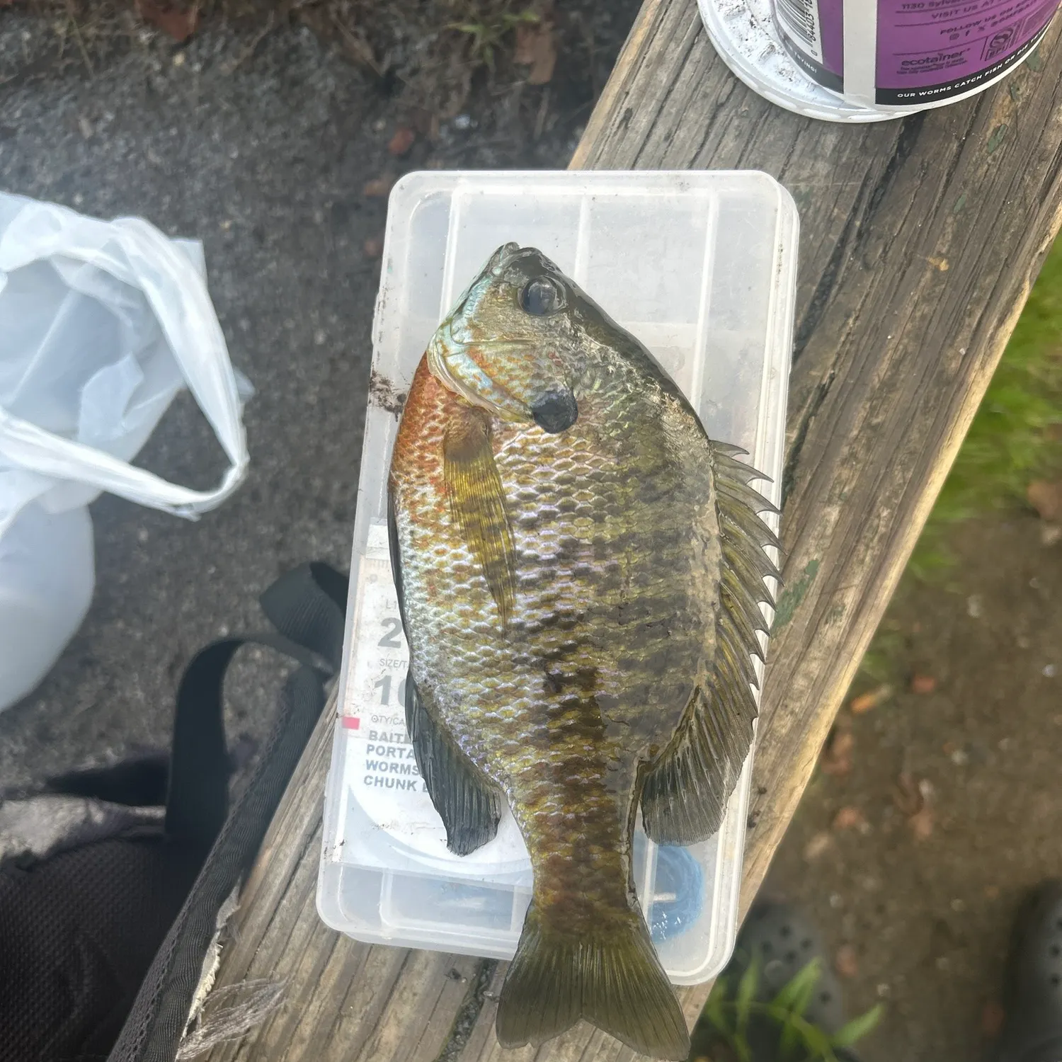 catch