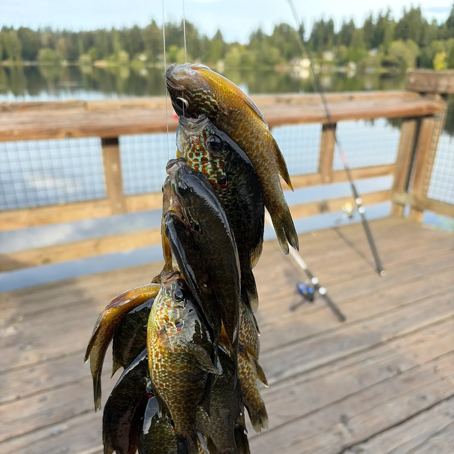 Pumpkinseed caught on Fishbrain