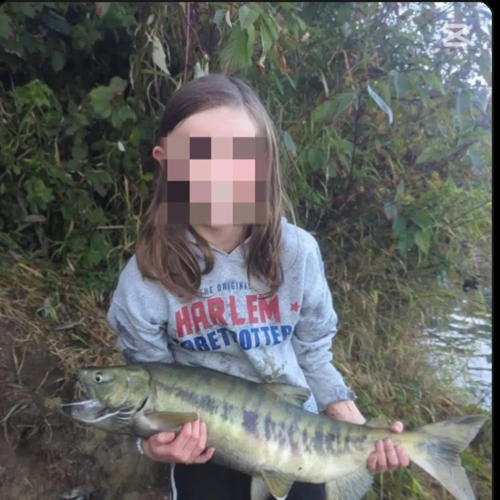 The most recent Chum salmon catches on Fishbrain