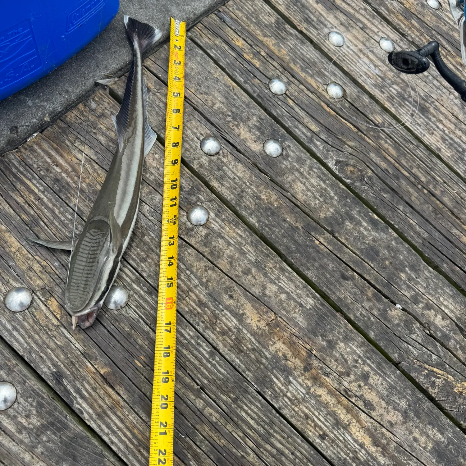 The most recent Live sharksucker catches on Fishbrain
