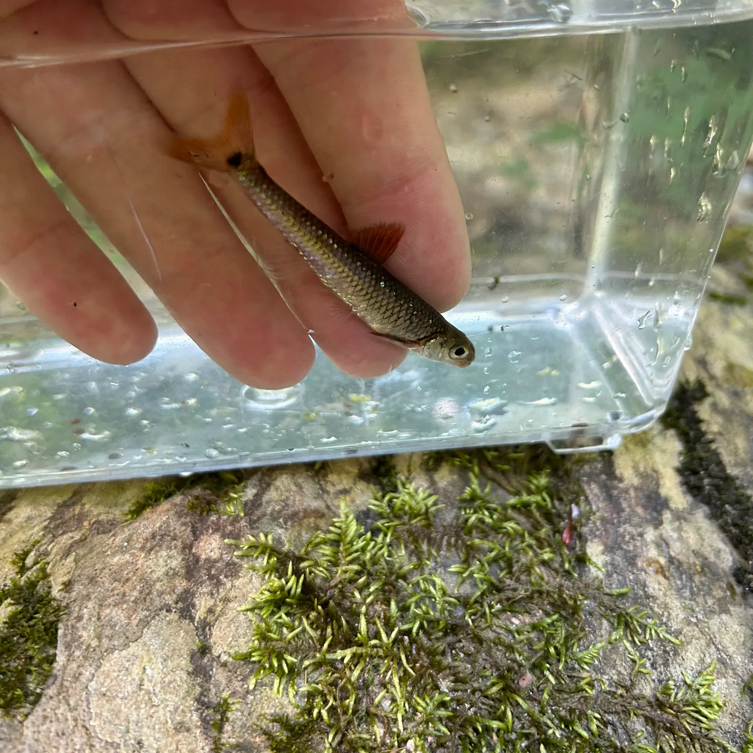 The most recent Mirror shiner catches on Fishbrain